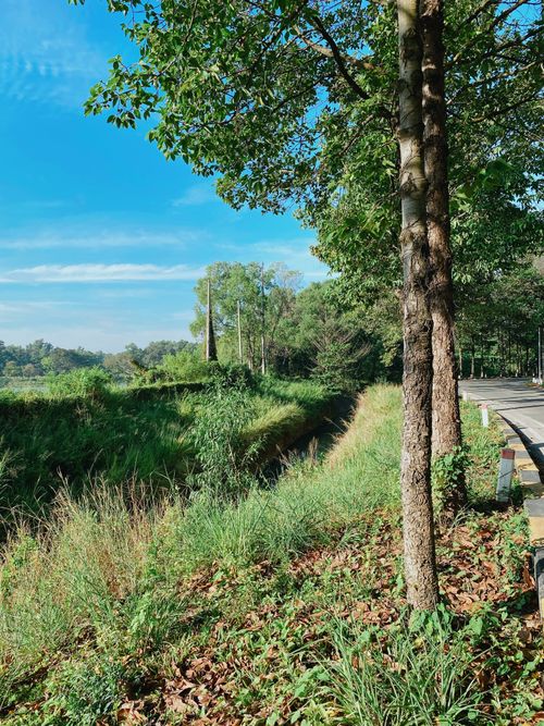 Free Scenic roadside with lush greenery and a clear blue sky, perfect for nature enthusiasts. Stock Photo