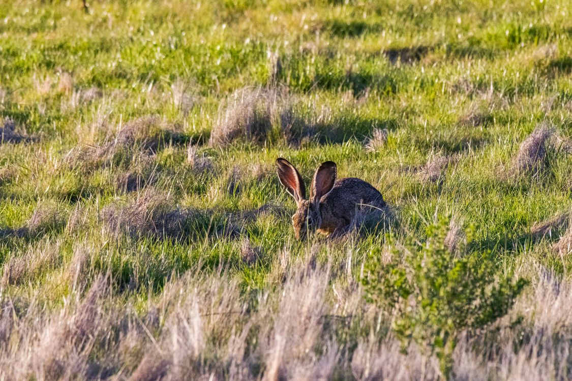Wild Rabbit In Meadow Wild Rabbit in Lush Green Meadow Grazing · Free Stock Photo