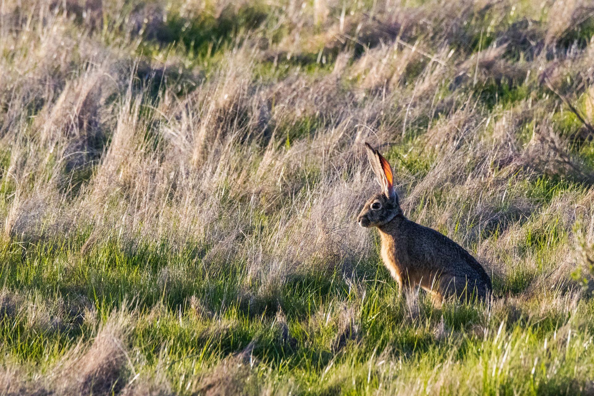 A wild jackrabbit sits in a grassy field, bathed in the warm light of sunrise.