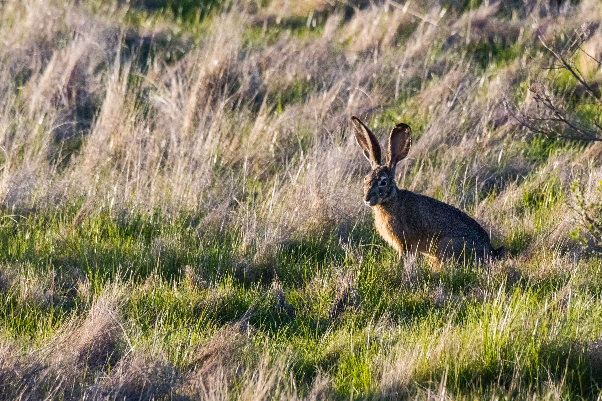 Black-tailed jackrabbit in a grassy field during sunset.