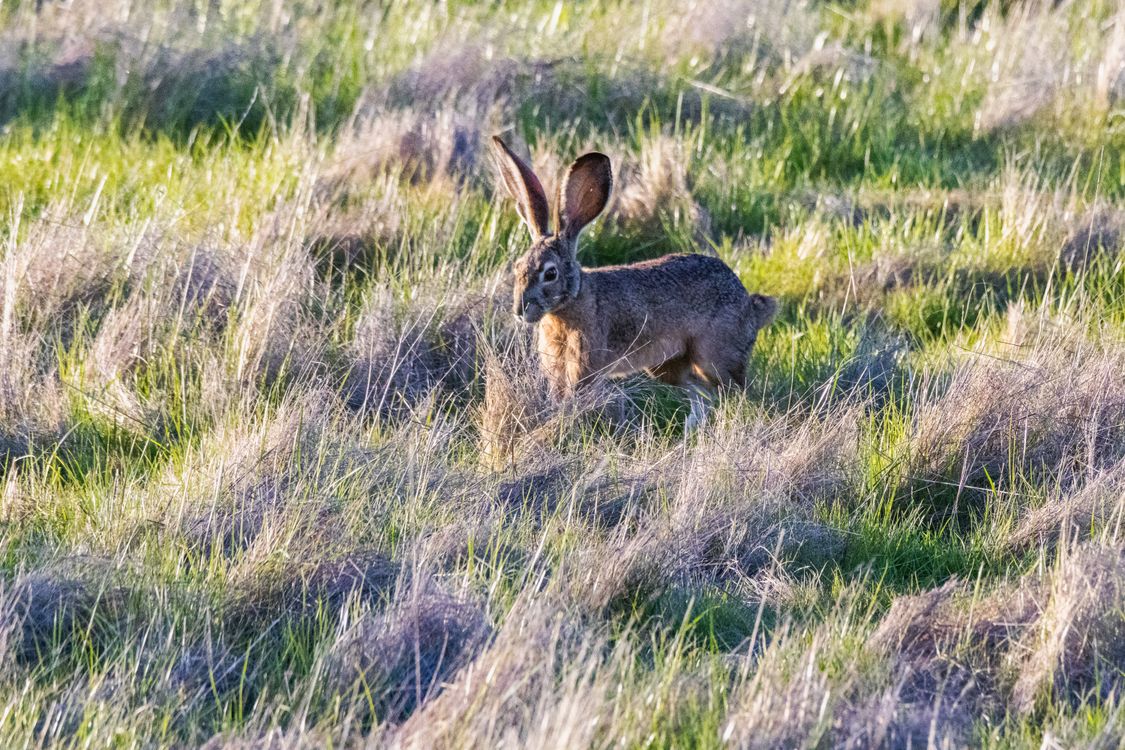 Jackrabbit in Wild Grassy Field during Spring · Free Stock Photo