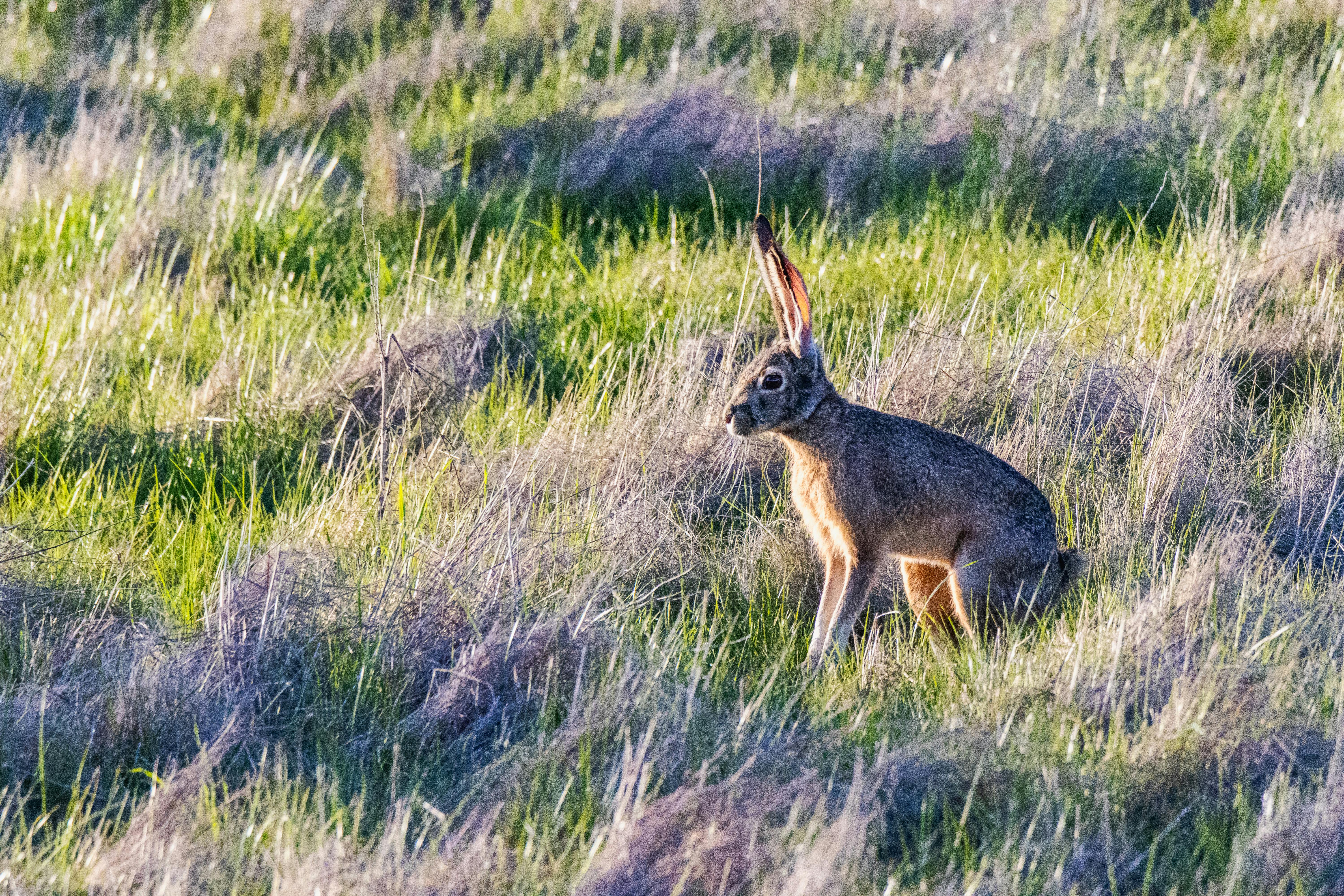 Mountain Hare White Coat — Cairngorms Scotland