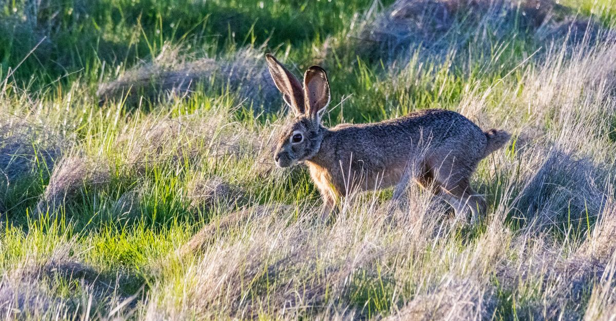 Prairy Rabbits Desert Cottontail Rabbit in Grassy Landscape · Free Stock Photo