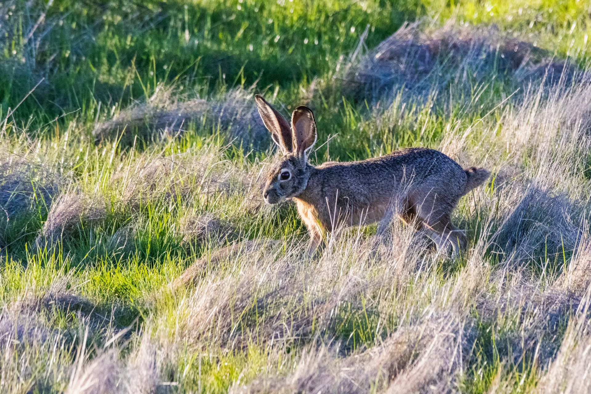 A desert cottontail rabbit stands alert in a sunlit grassy field.