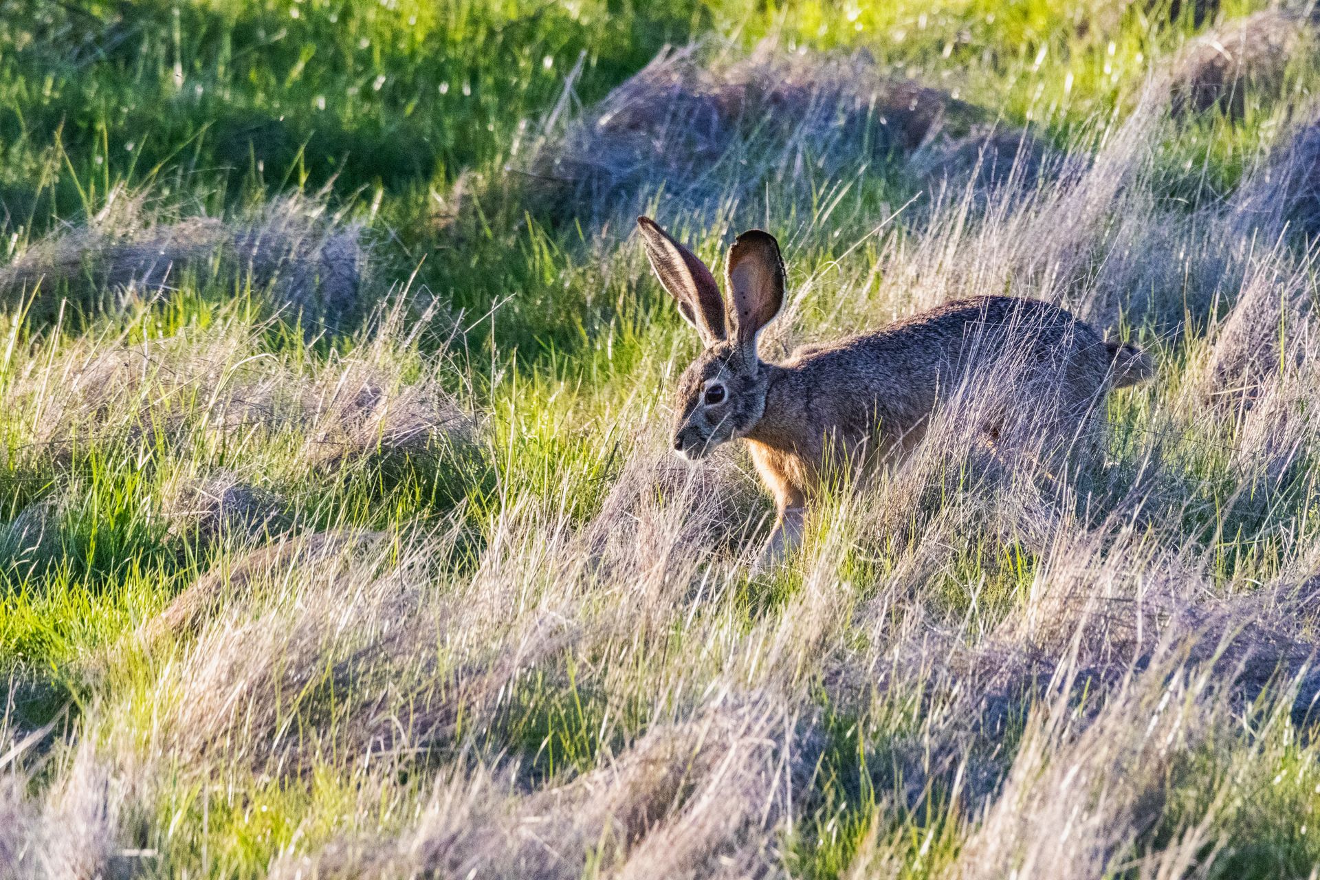 A jackrabbit in tall grass during daytime, showcasing natural wildlife scenery.