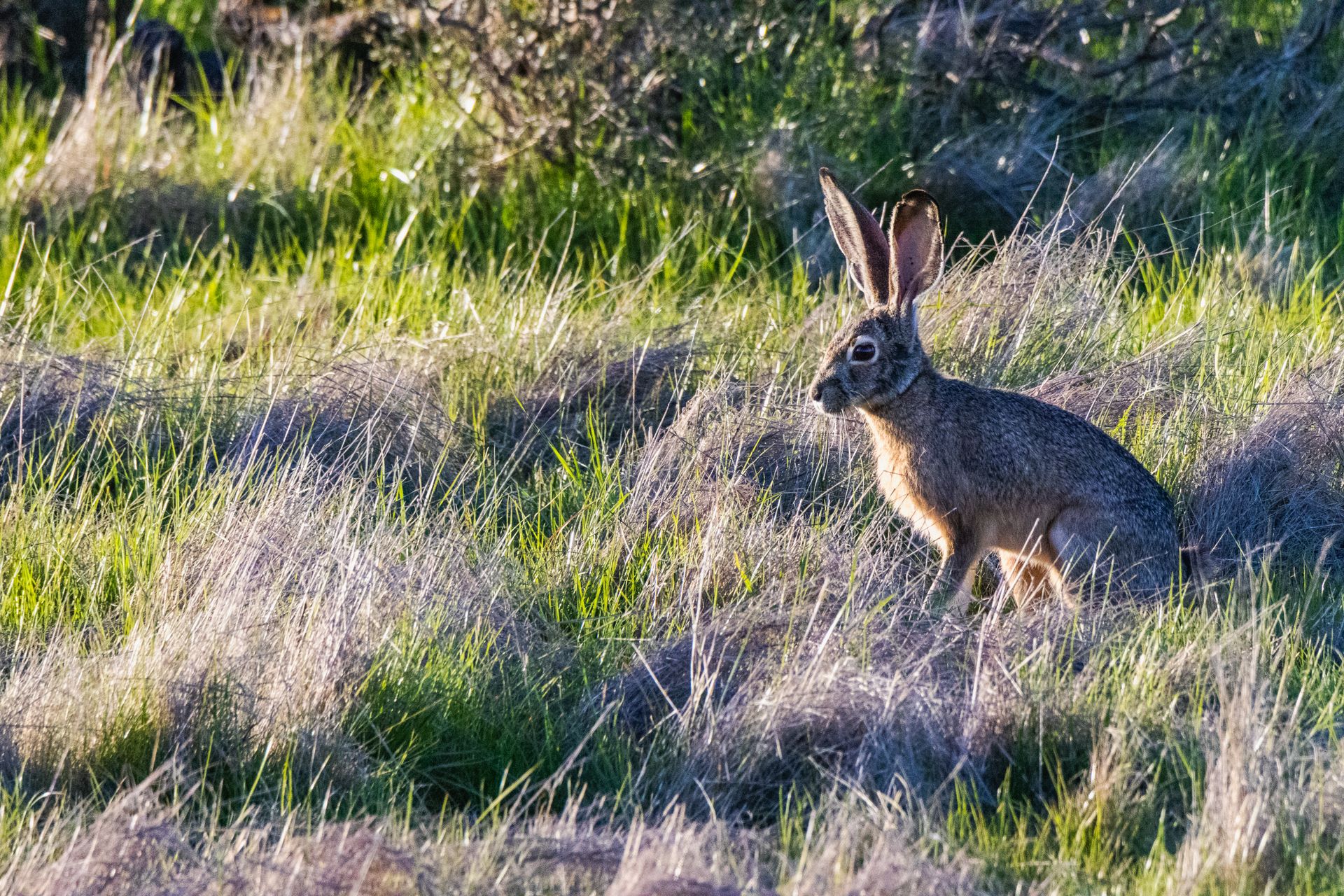 A wild jackrabbit sits alert in a sunlit grassy field, captured during sunset.