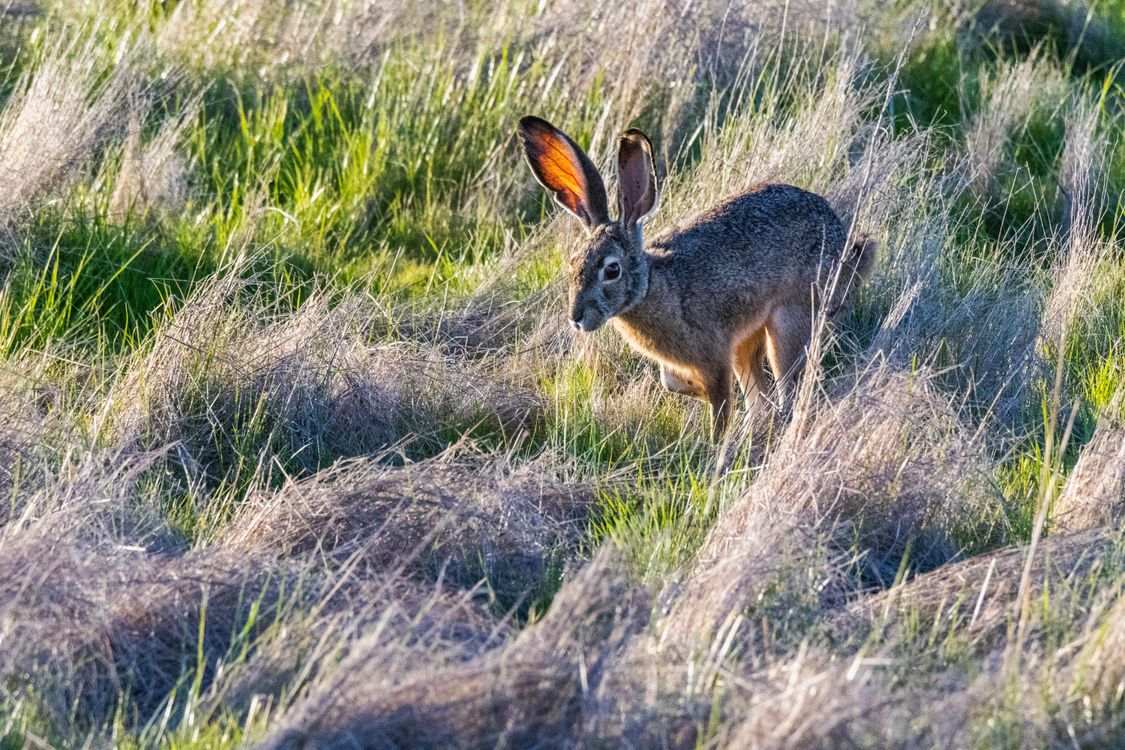 Wild Jackrabbit in Lush Field at Sunset · Free Stock Photo