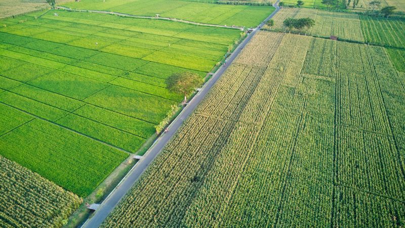 Urea Fertilizer 46-0-0 - Image 1