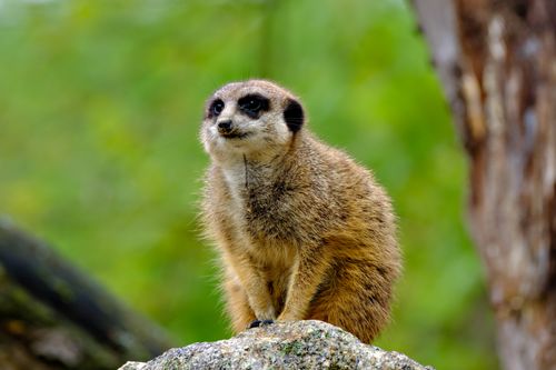 Free Close-up of a cute meerkat standing alert on rocks with a green blurred background. Stock Photo