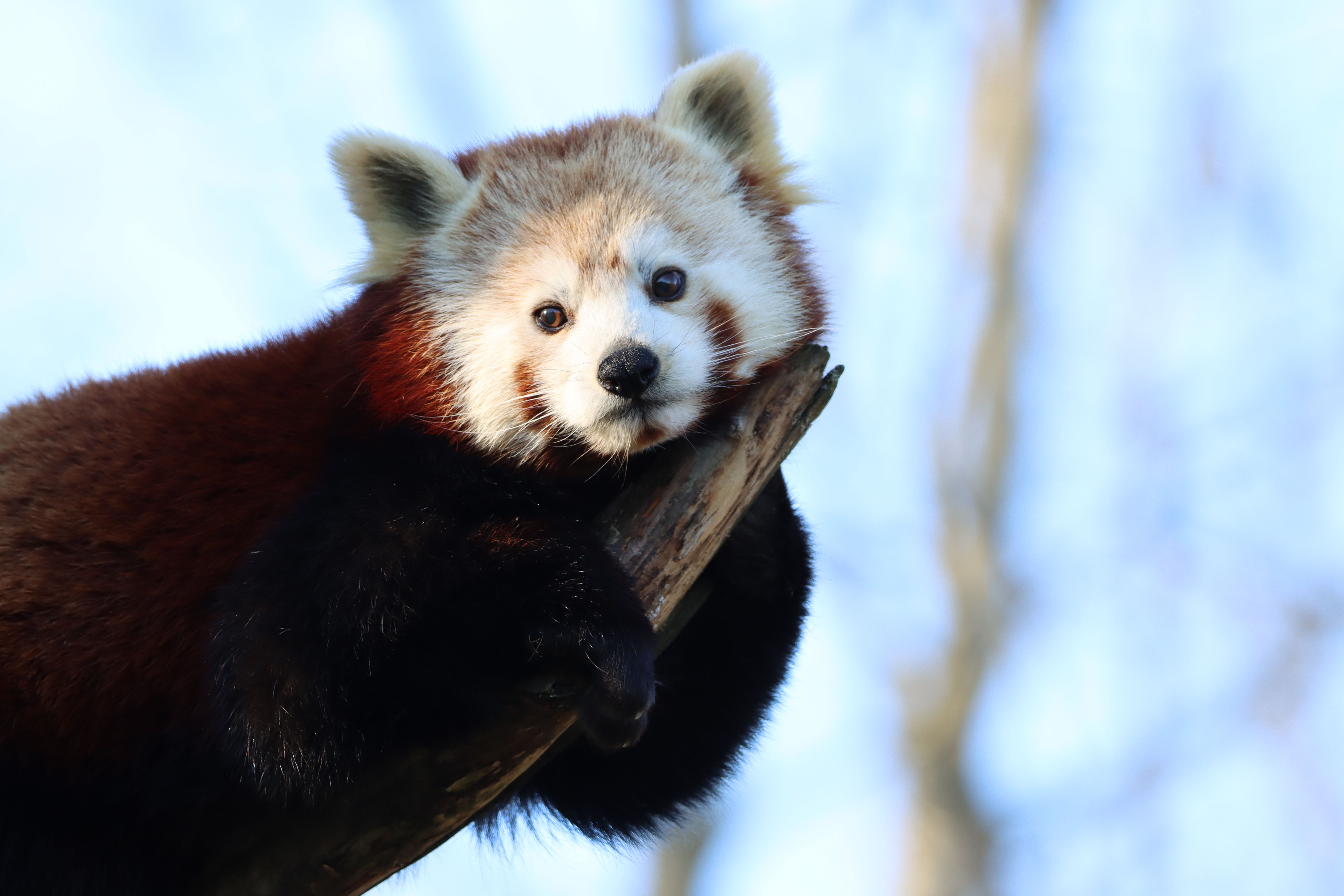 Exploring Characteristics of the Himalayan Red Panda Species