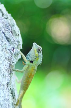 chameleon photo