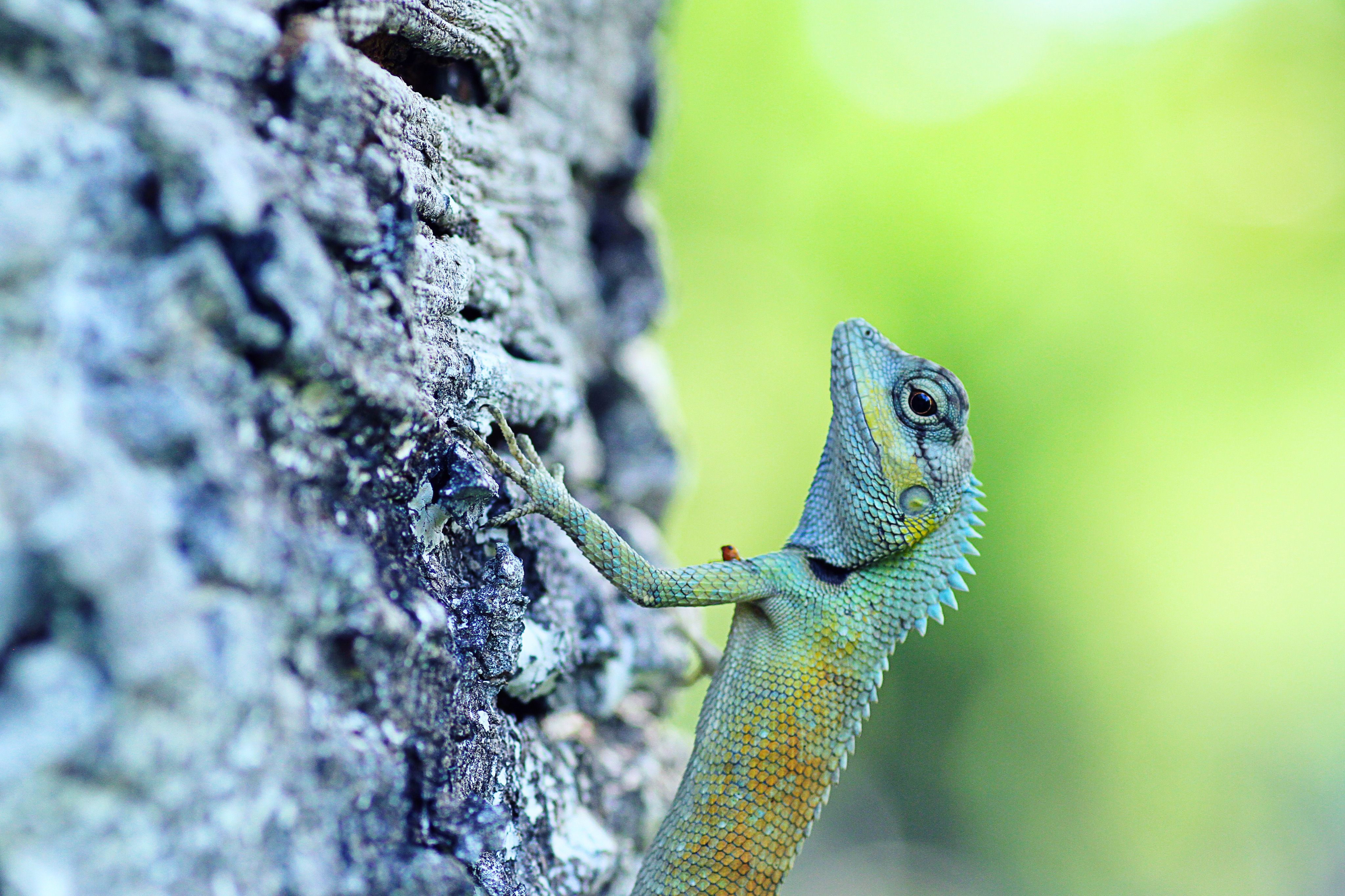 Close-Up of a Green Lizard on Tree Bark · Free Stock Photo