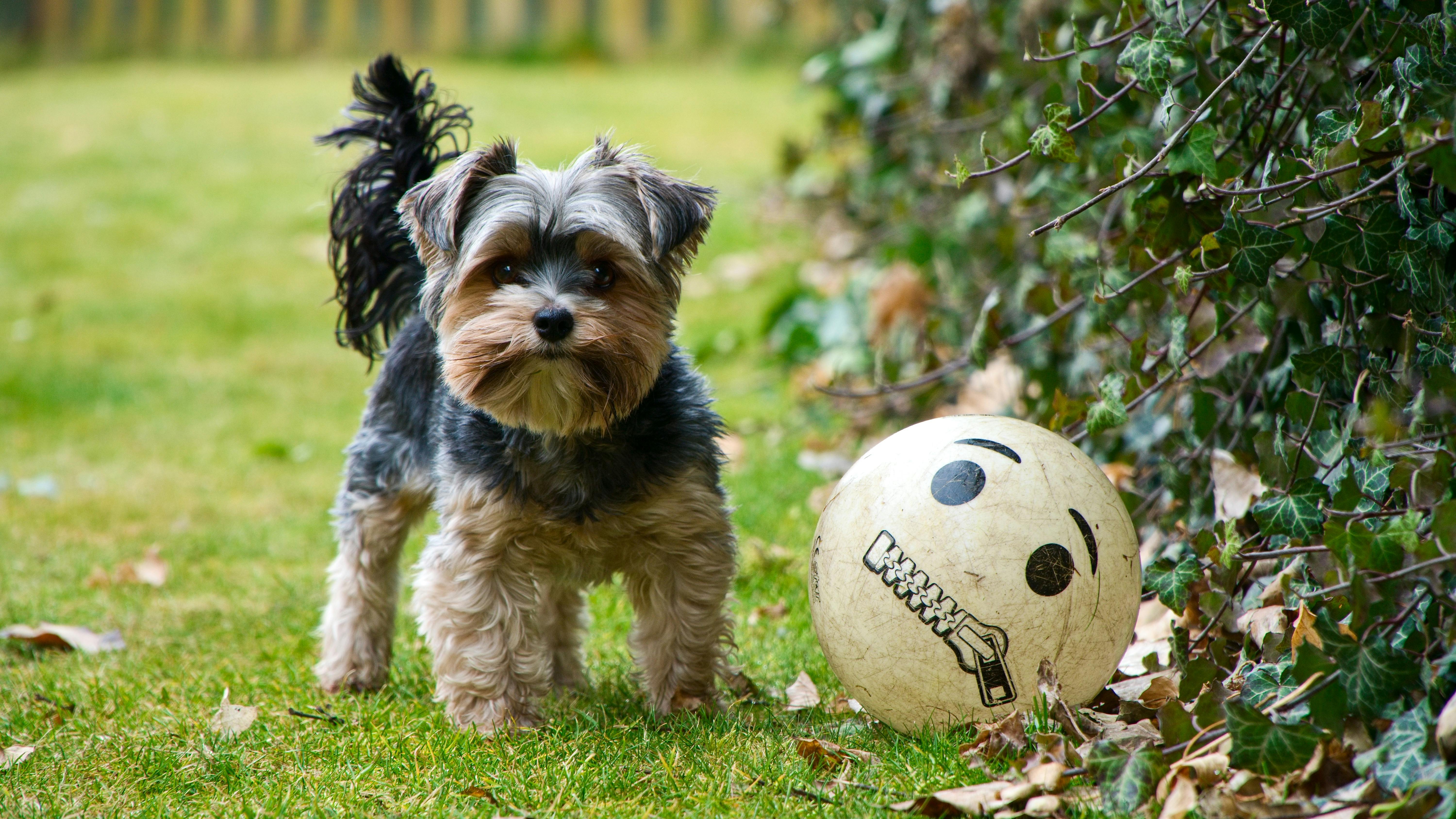 pet technology contact — Photo by PPPS CZ on Pexels