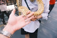 Close-up of a Captive Python Interacting with Humans