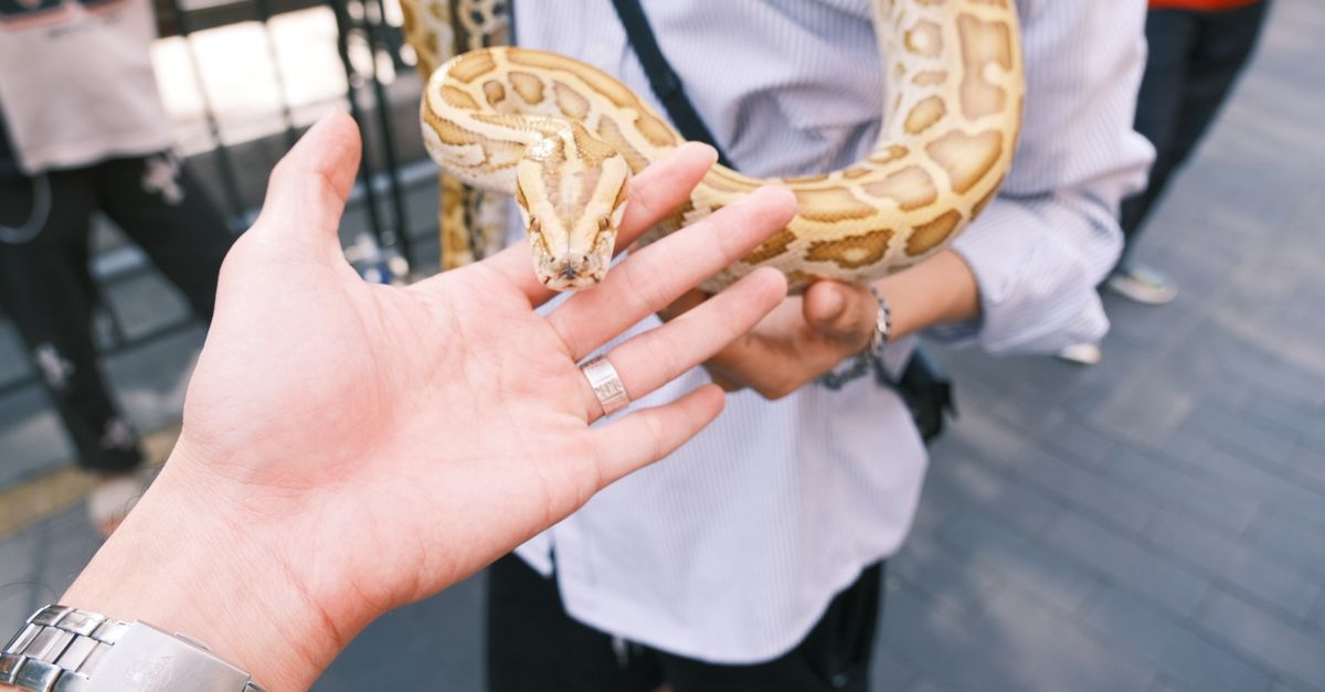 Close-up of a Captive Python Interacting with Humans · Free Stock Photo