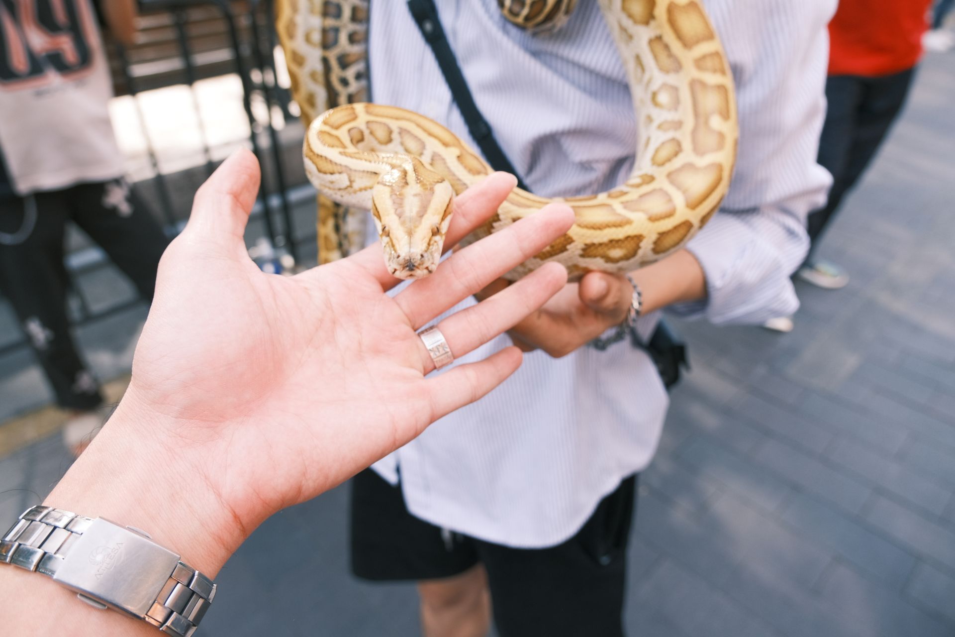 A close-up shot of a python being held by a person, showcasing interaction with a snake.