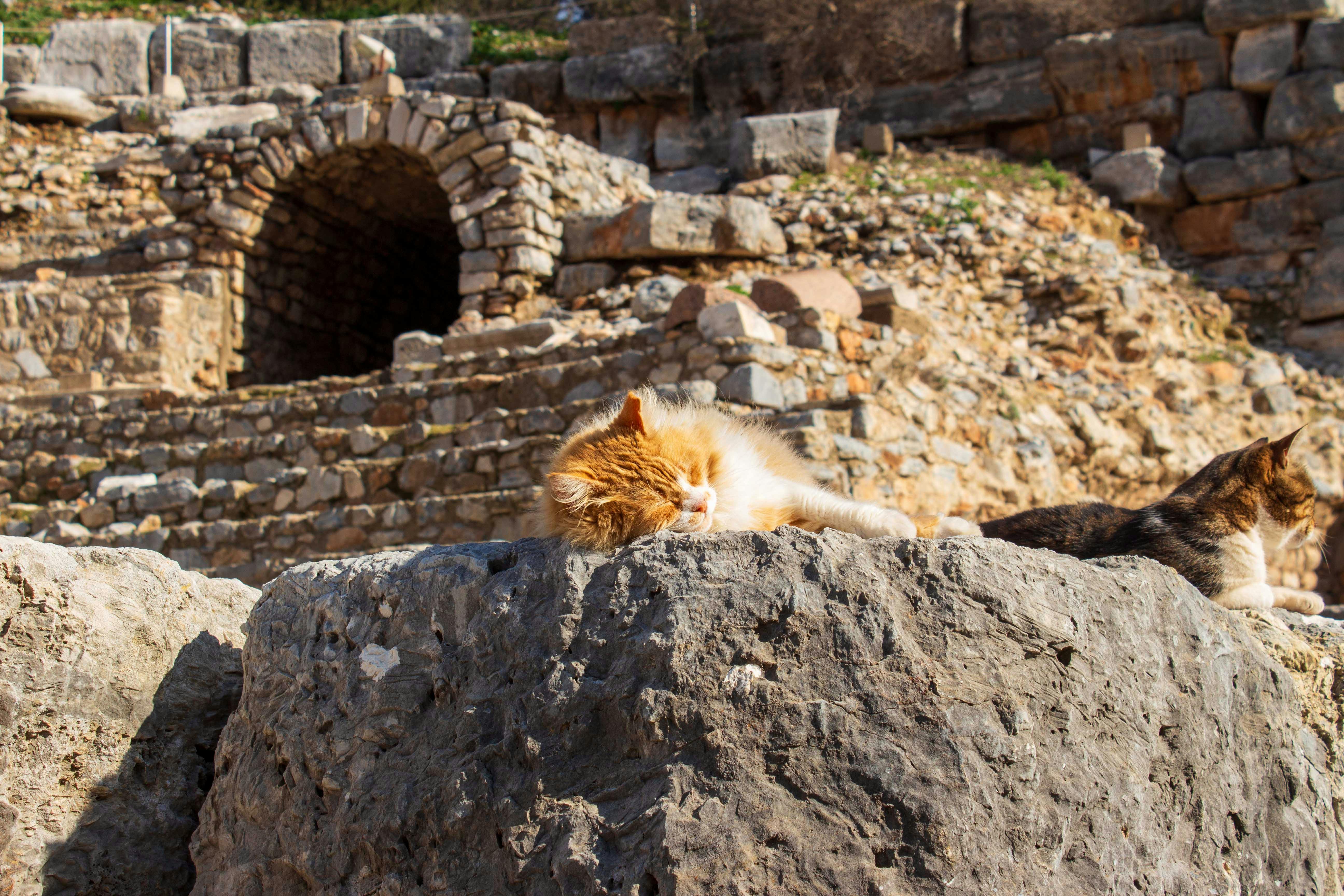 Ancient Palaces, a Cat Café, and KPop Demon Hunters—the Perfect Family Travel Itinerary for South Korea — Photo by Levent Eld