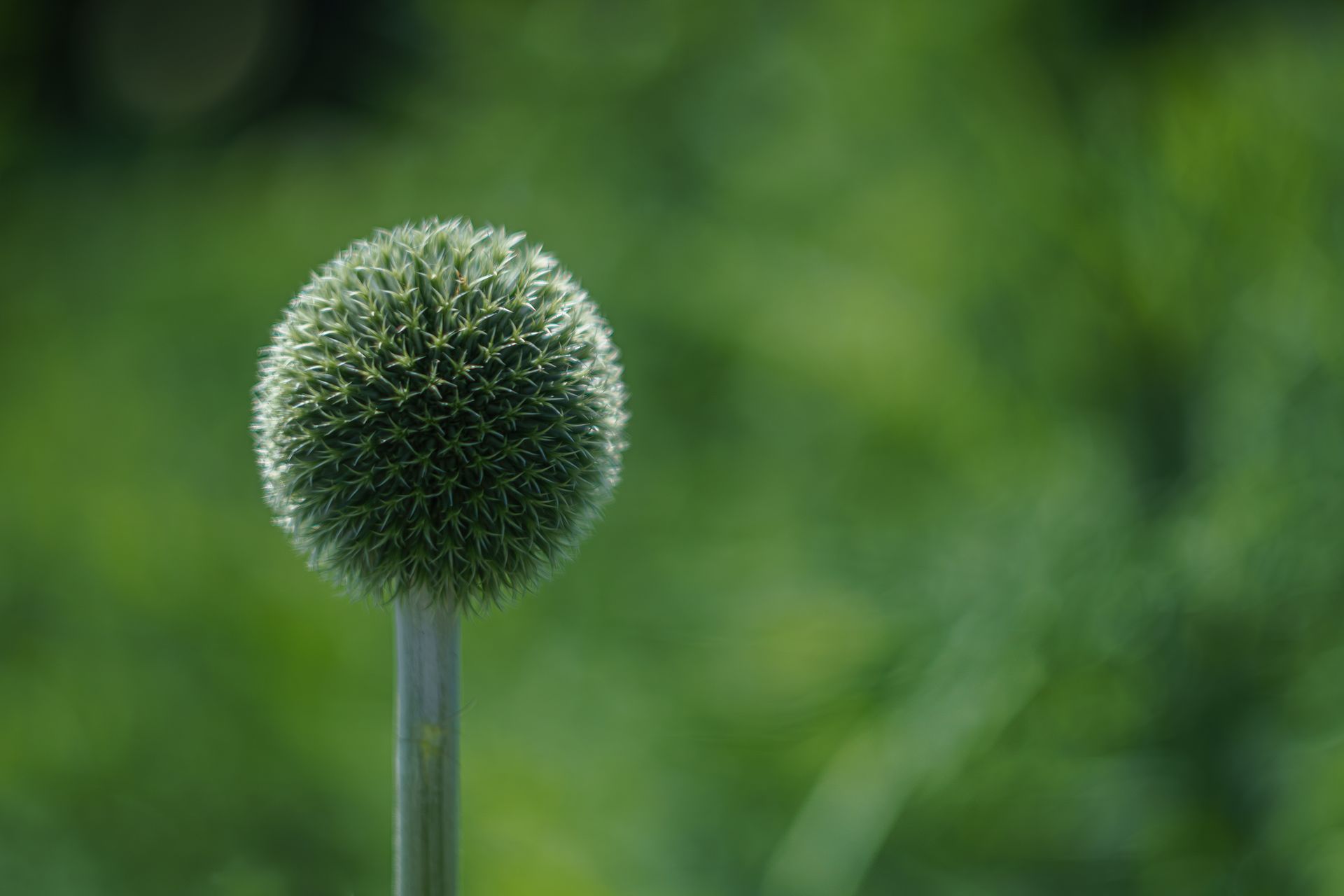 Allium flower in sharp focus against a beautifully blurred green background, showcasing nature's elegance.