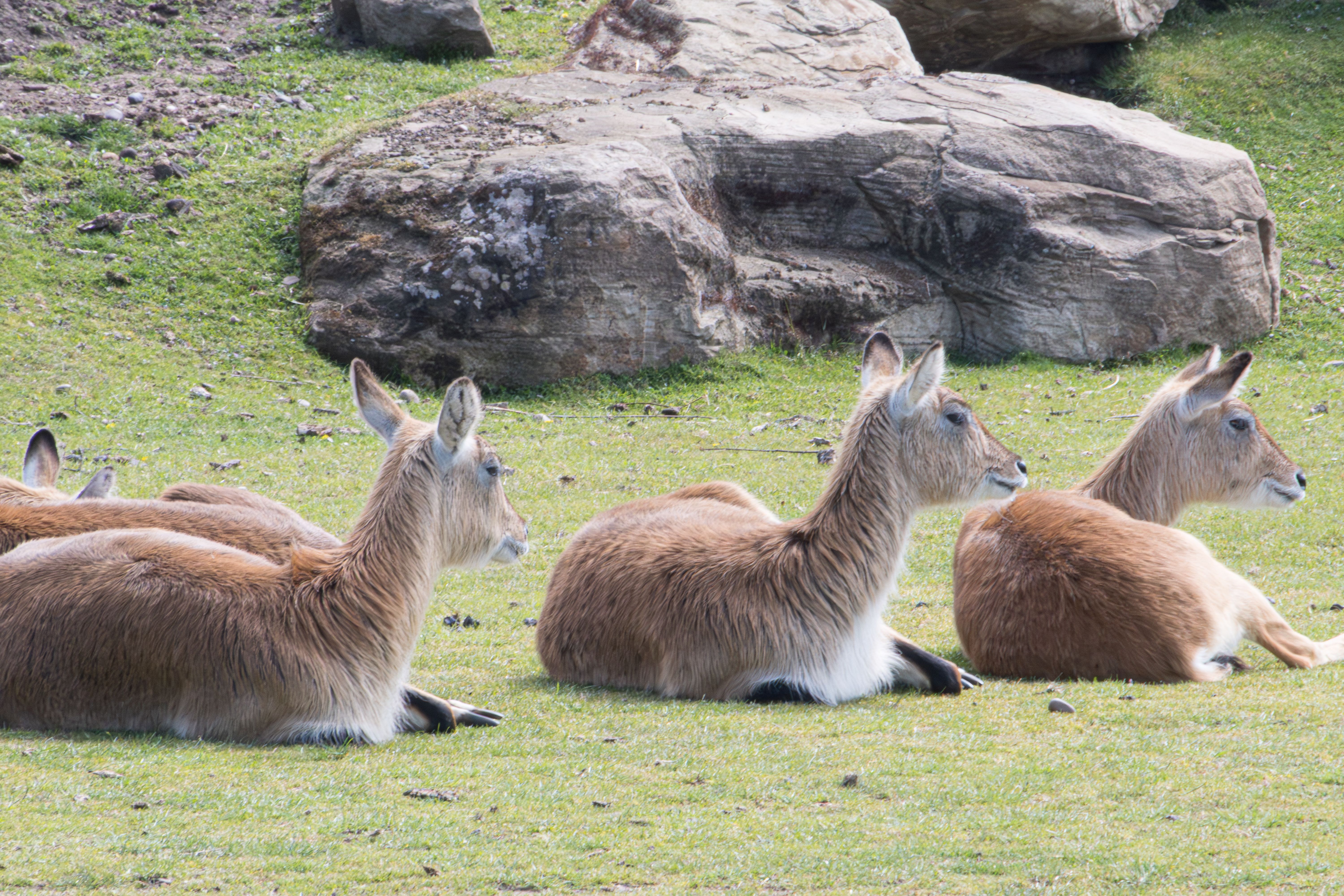 Resting Deer in Natural Habitat at UK Zoo · Free Stock Photo