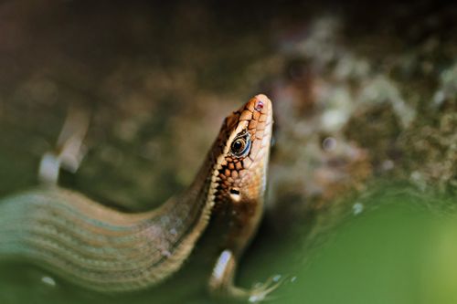 Free Detailed close-up of a lizard perched on a rock with blurred natural background. Stock Photo