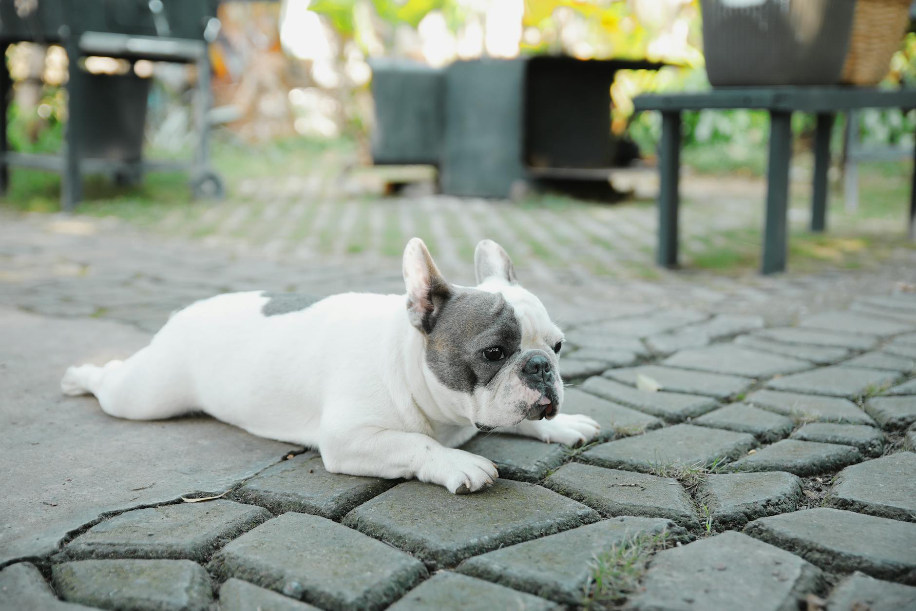 French Bulldog for sale