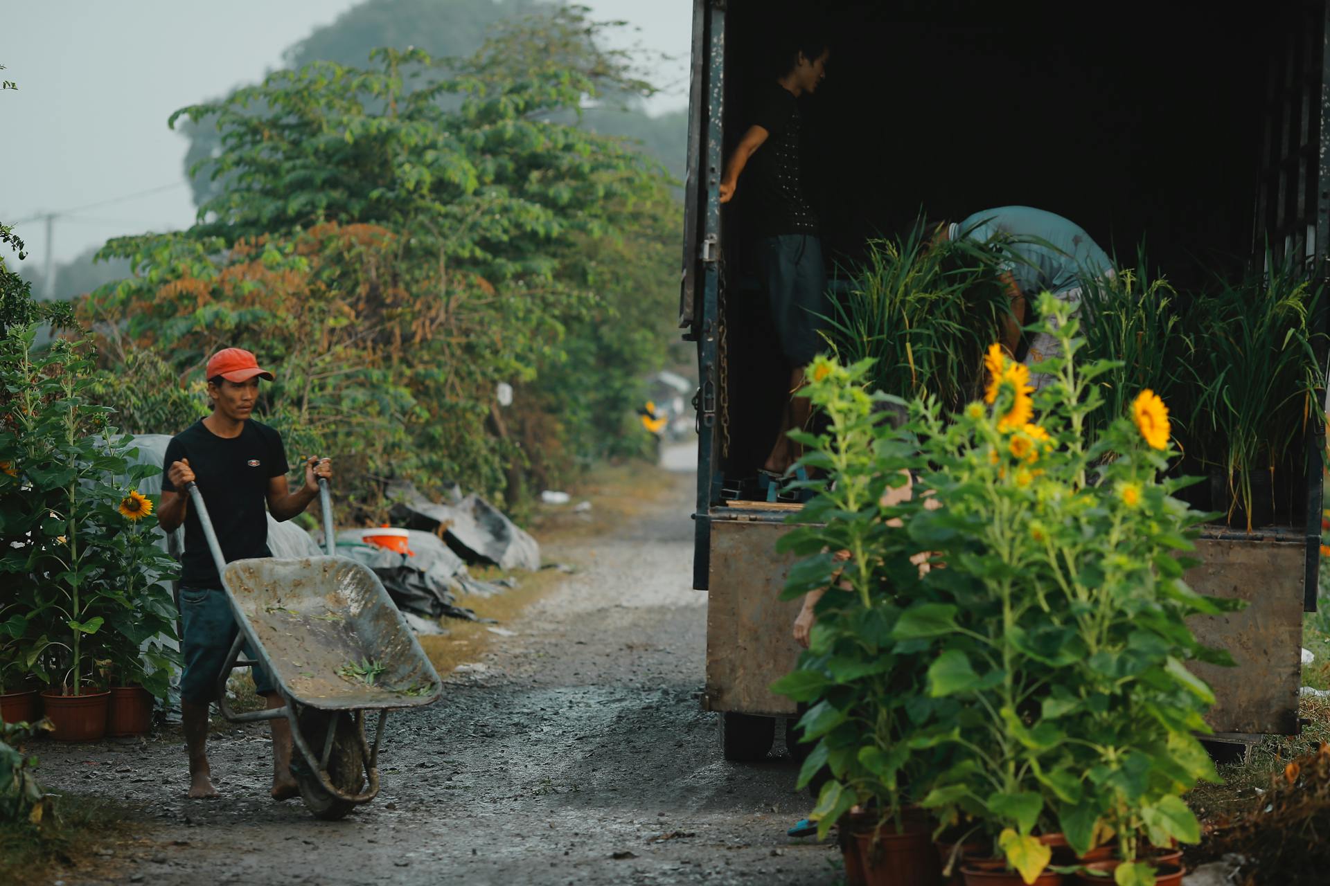 Gardener moving plants in a wheelbarrow near a truck full of greenery on a rural path.