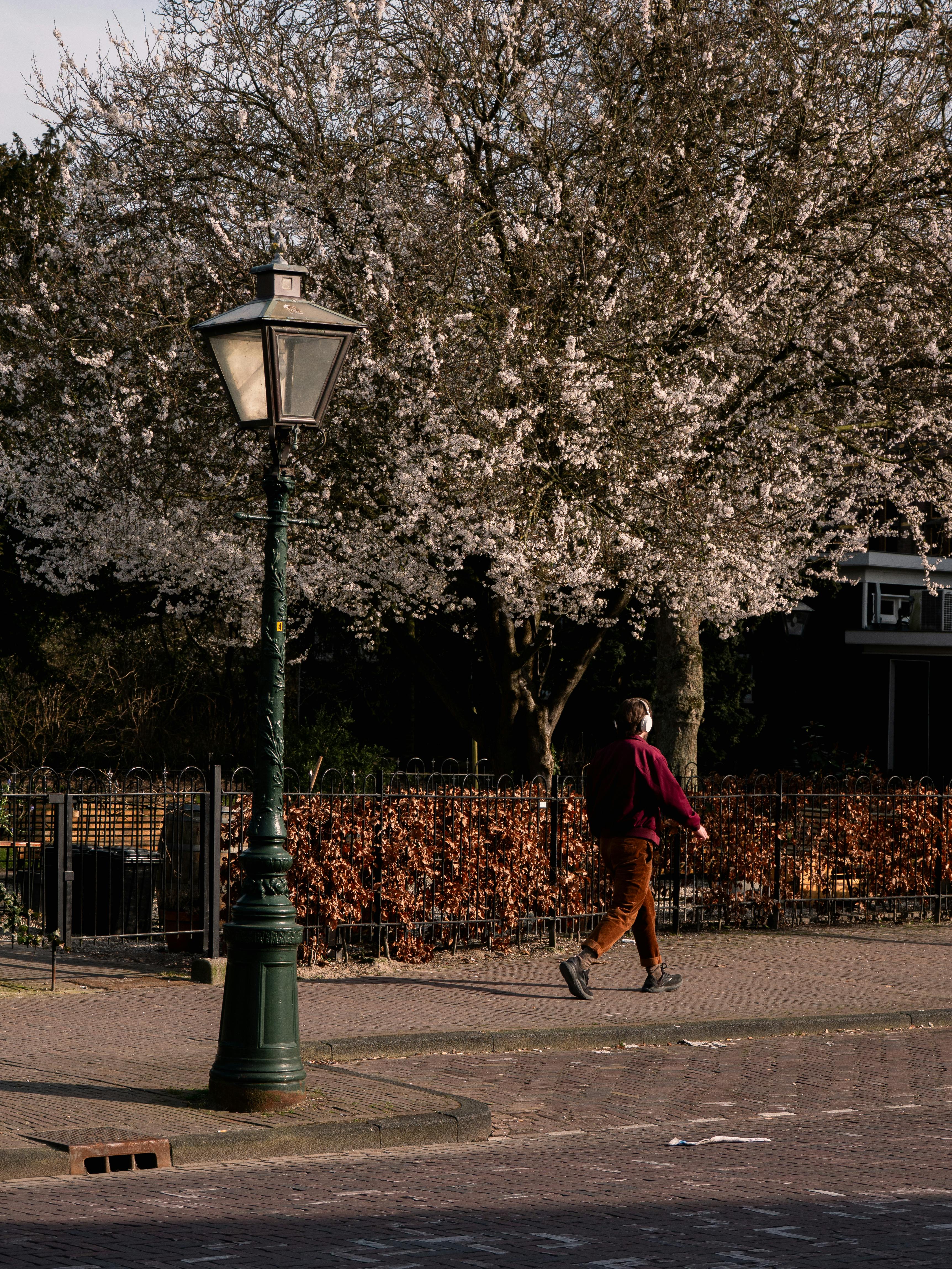 A person walks along a street lined with blossoming trees in Leiden during spring.