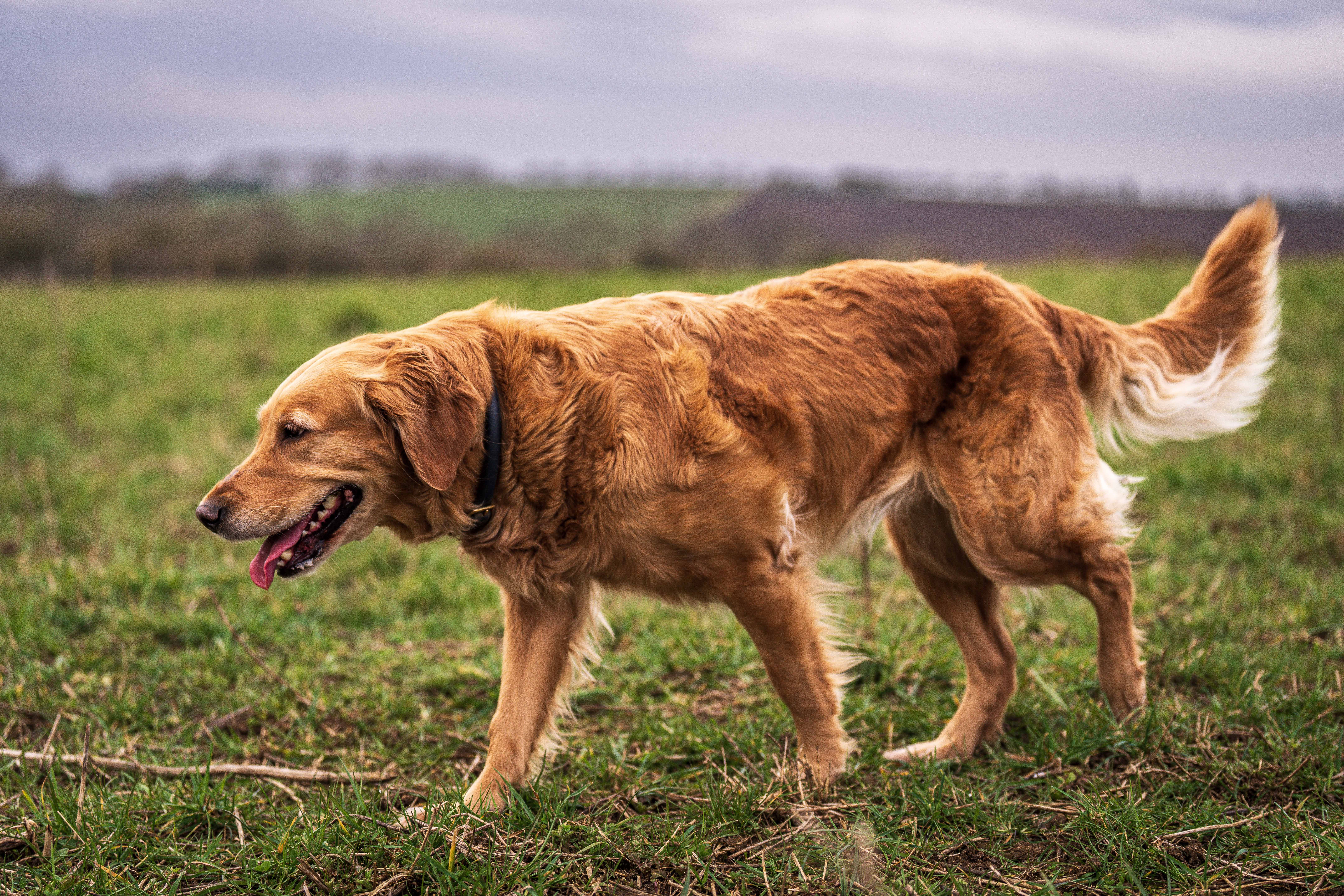 Golden Retriever in Lush Green Field Outdoors · Free Stock Photo