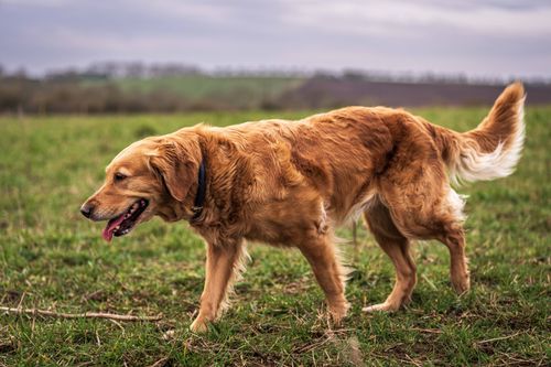 Free Golden Retriever walking in a lush green field, enjoying the serene outdoor landscape. Stock Photo