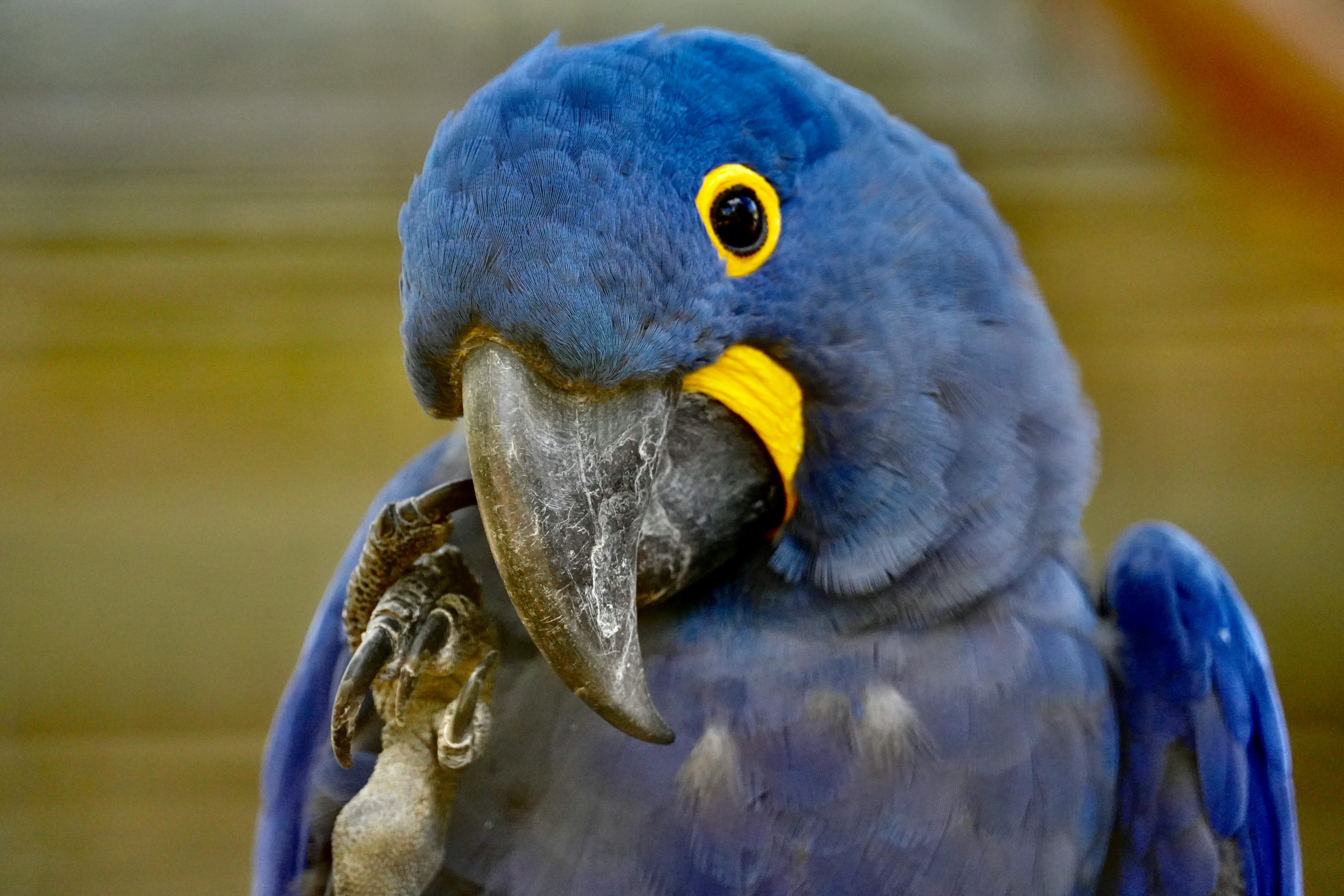 The Majestic Hyacinth Macaw