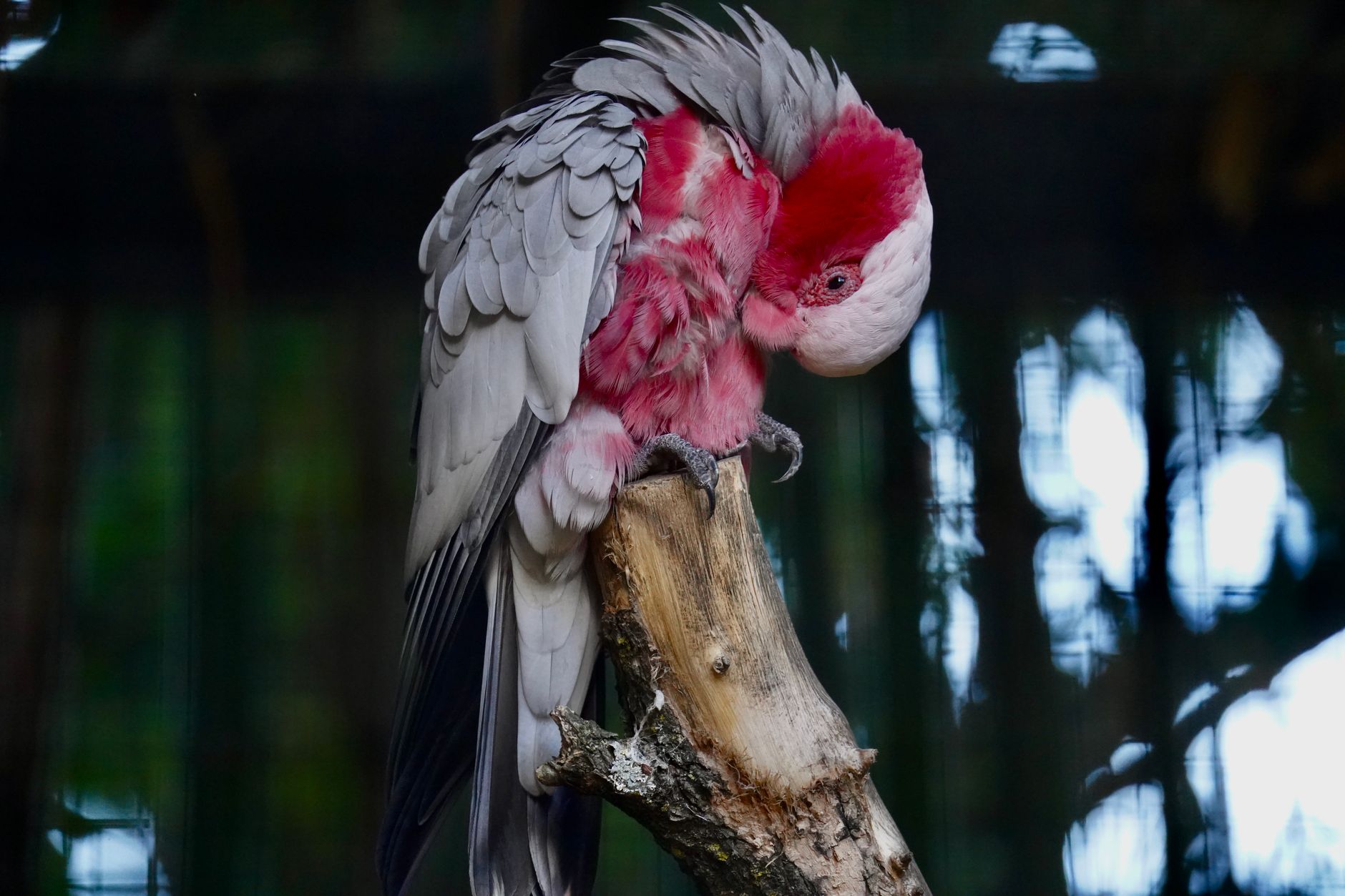 Pembe kakadu figürünü andıran amblemlerin ilham kaynağı olan kakadu kuşu