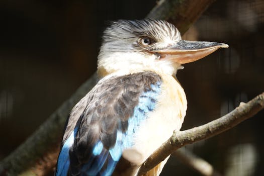 A detailed close-up of a Blue-winged Kookaburra perched on a branch, showcasing its vivid blue and white plumage.