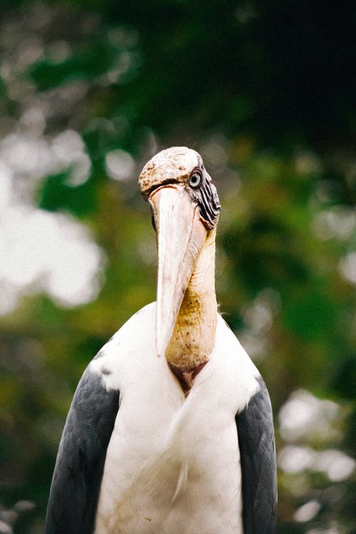 Free Detailed view of a Marabou Stork, highlighting its unique features against a natural backdrop. Stock Photo