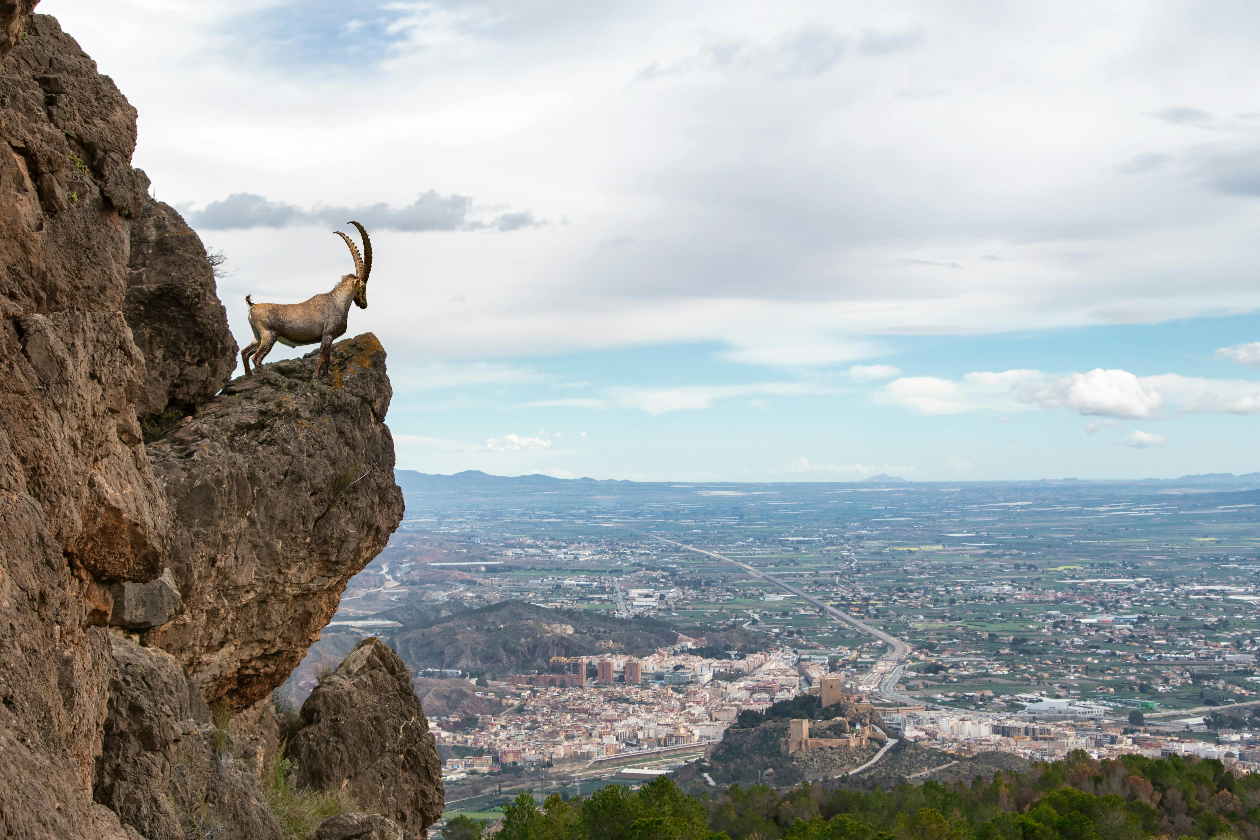 Berlin sets ambitious target for mountain newt habitats in Tempelhof with citywide biodiversity initiative