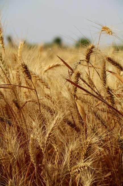 Fotomural Primer plano de un sereno campo de trigo dorado meciéndose en la brisa de verano, evocando paz y tranquilidad.