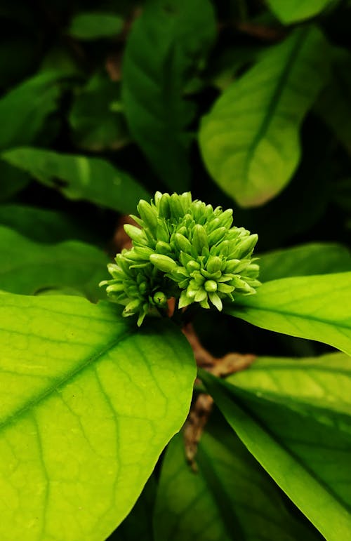From above of bright green flower with small delicate petals with large pointed leaves growing in garden in daylight in summer