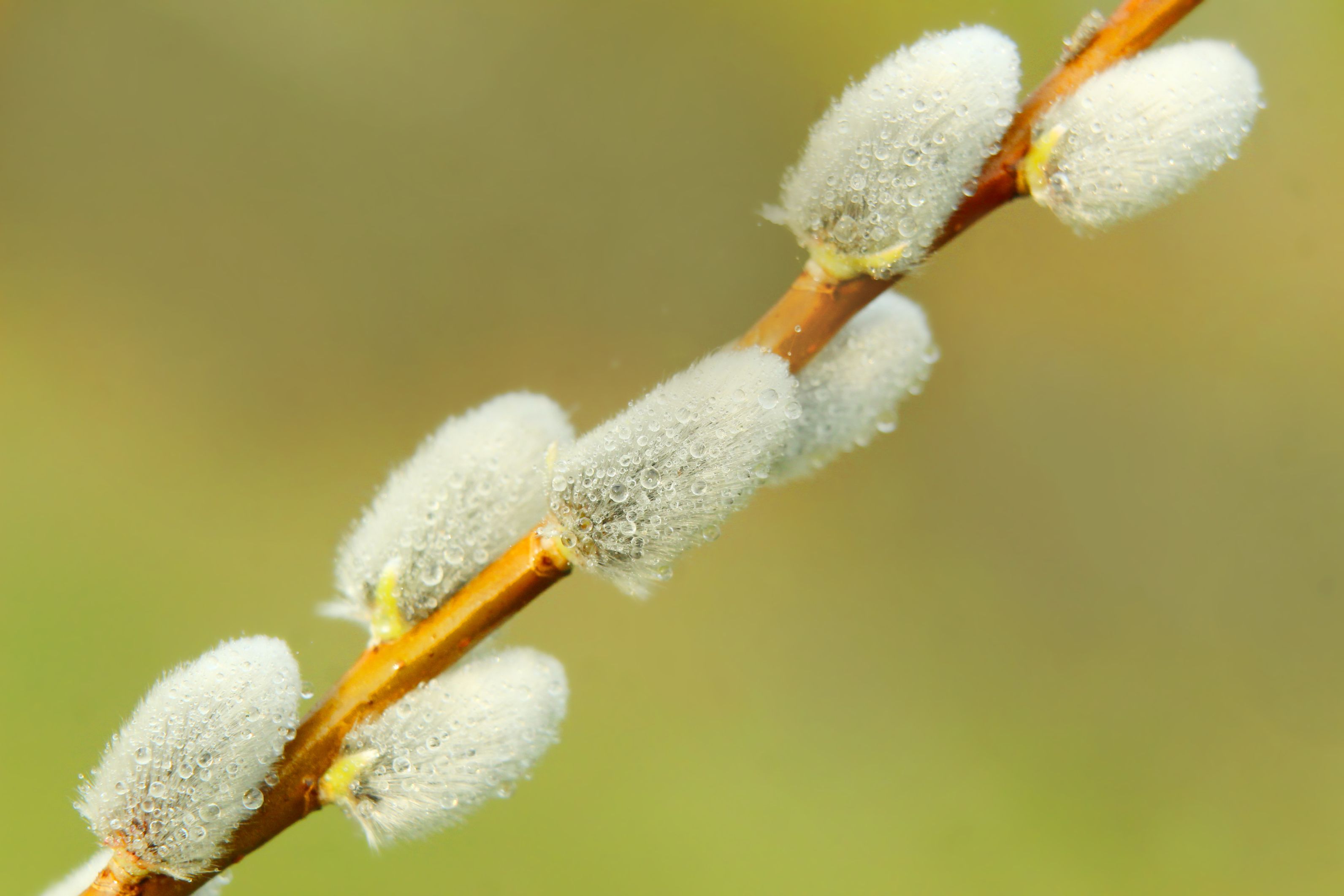 Ask the Expert: Spring and Summer Pet Care Tips - 5 EYEWITNESS NEWS — Photo by Gosia K on Pexels