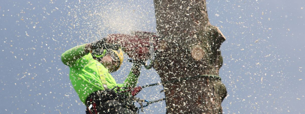 A tree surgeon dealing with storm-damaged tree work (stock image)