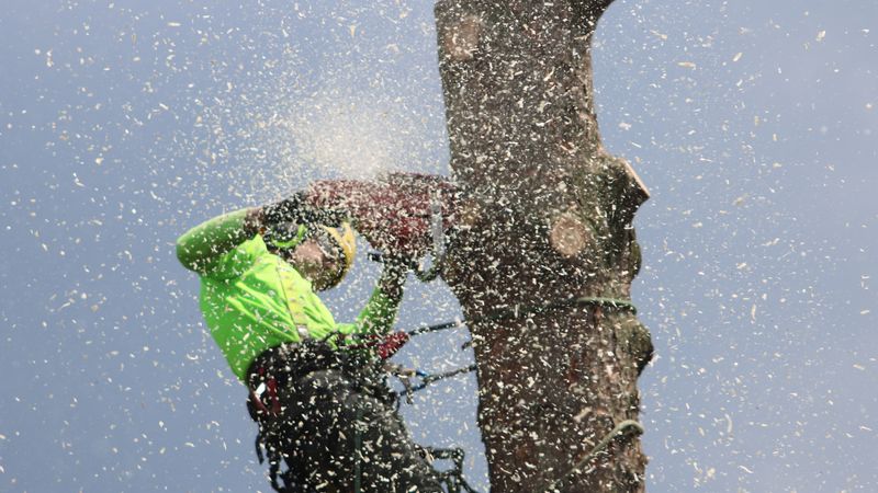 A tree surgeon dealing with storm-damaged tree work (stock image)