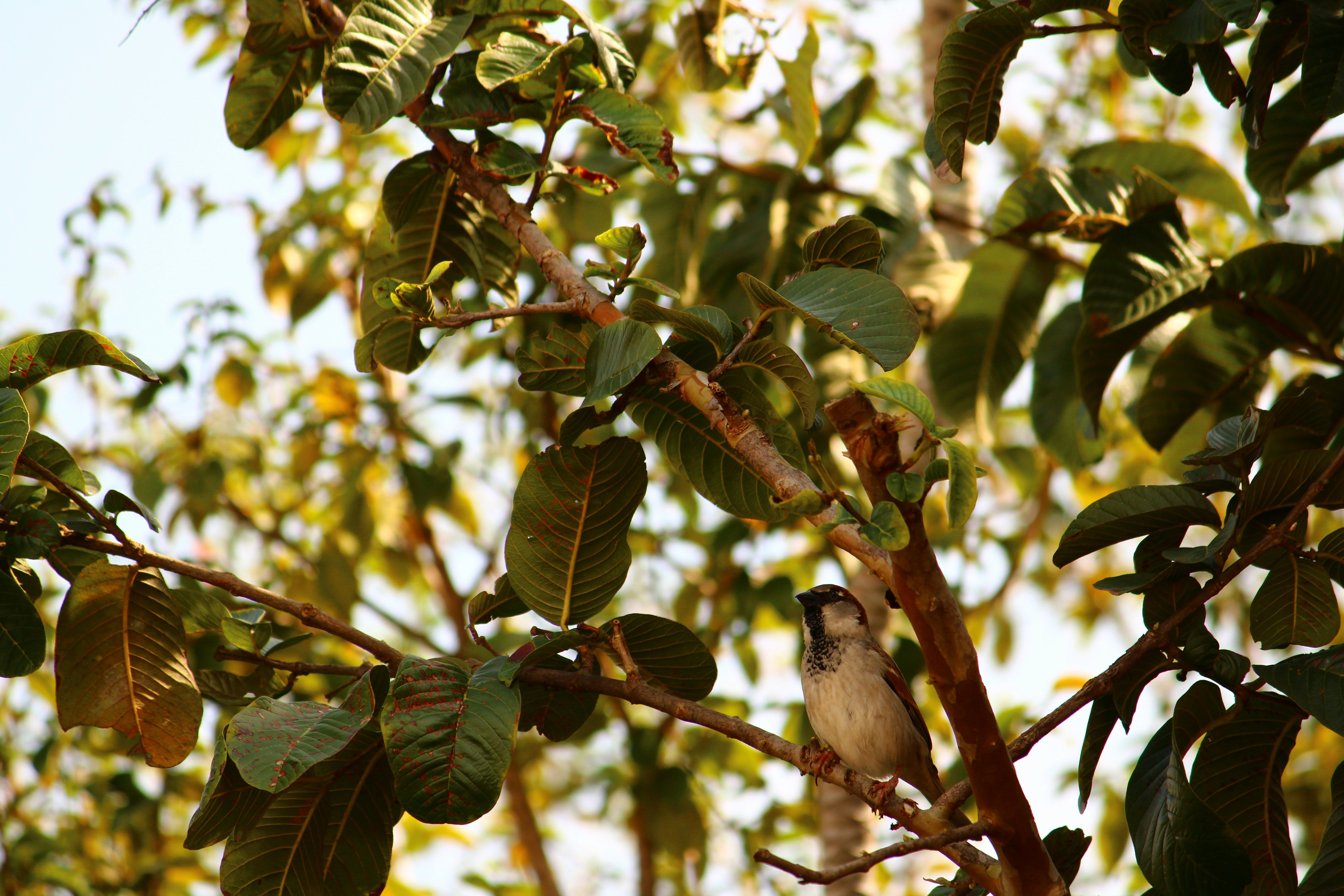 Pequeño Pájaro Posado En La Rama De Un árbol Frondoso · Foto de stock ...