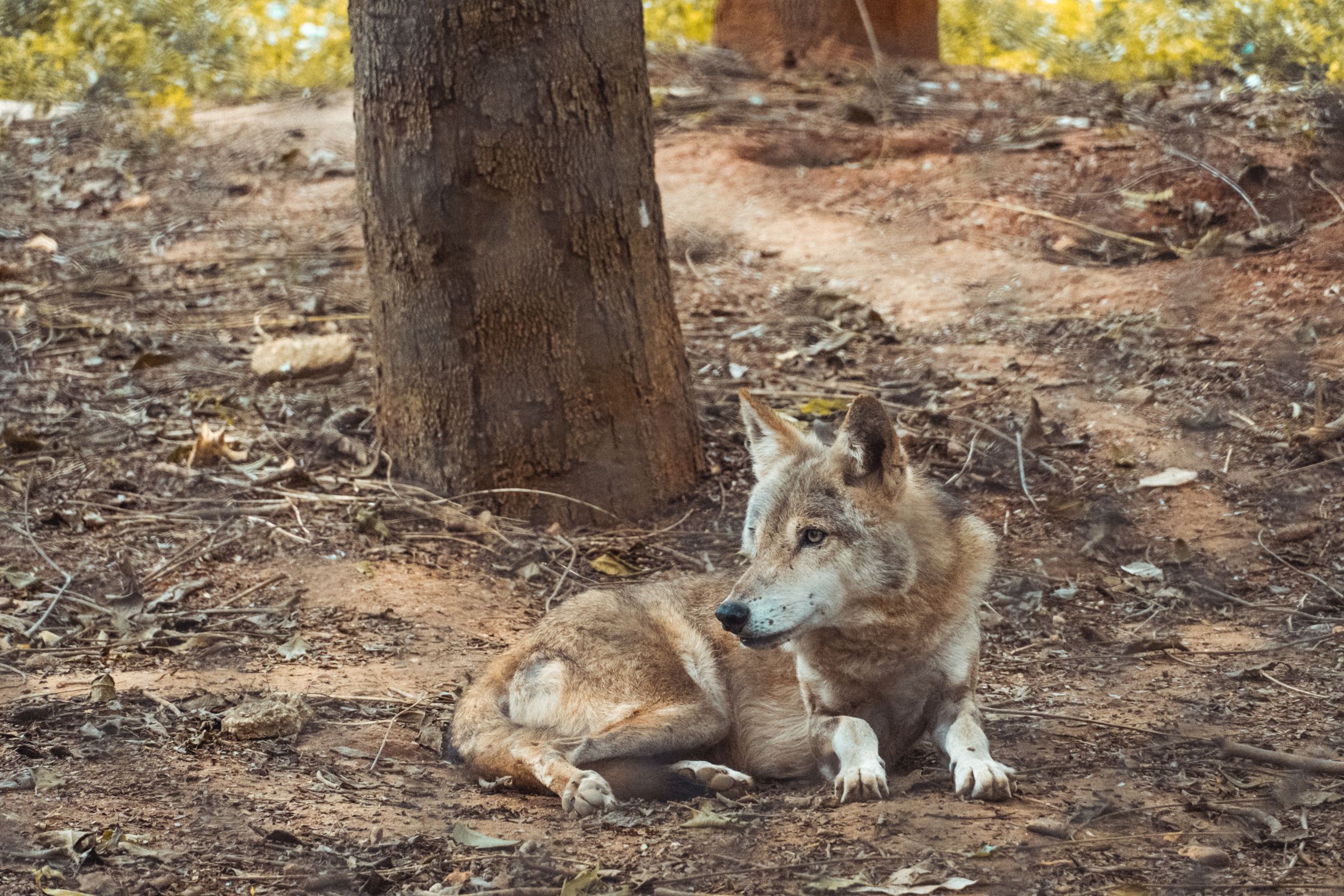 Wolves In India Indian Wolf Resting in Natural Woodland Habitat · Free Stock Photo