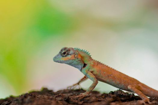 chameleon photo