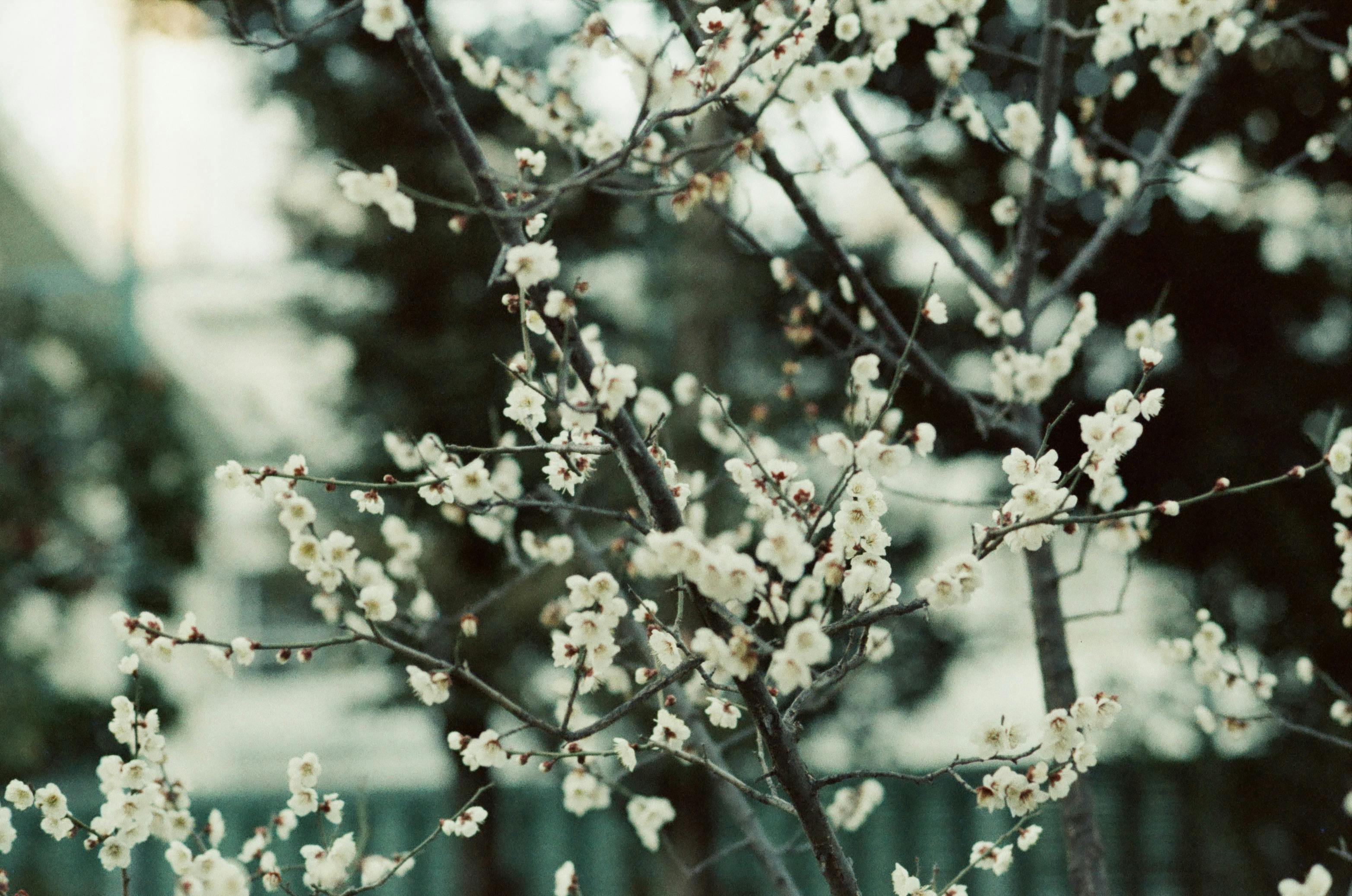 White cherry blossoms in Tokyo's Chuo City create a serene spring scene.