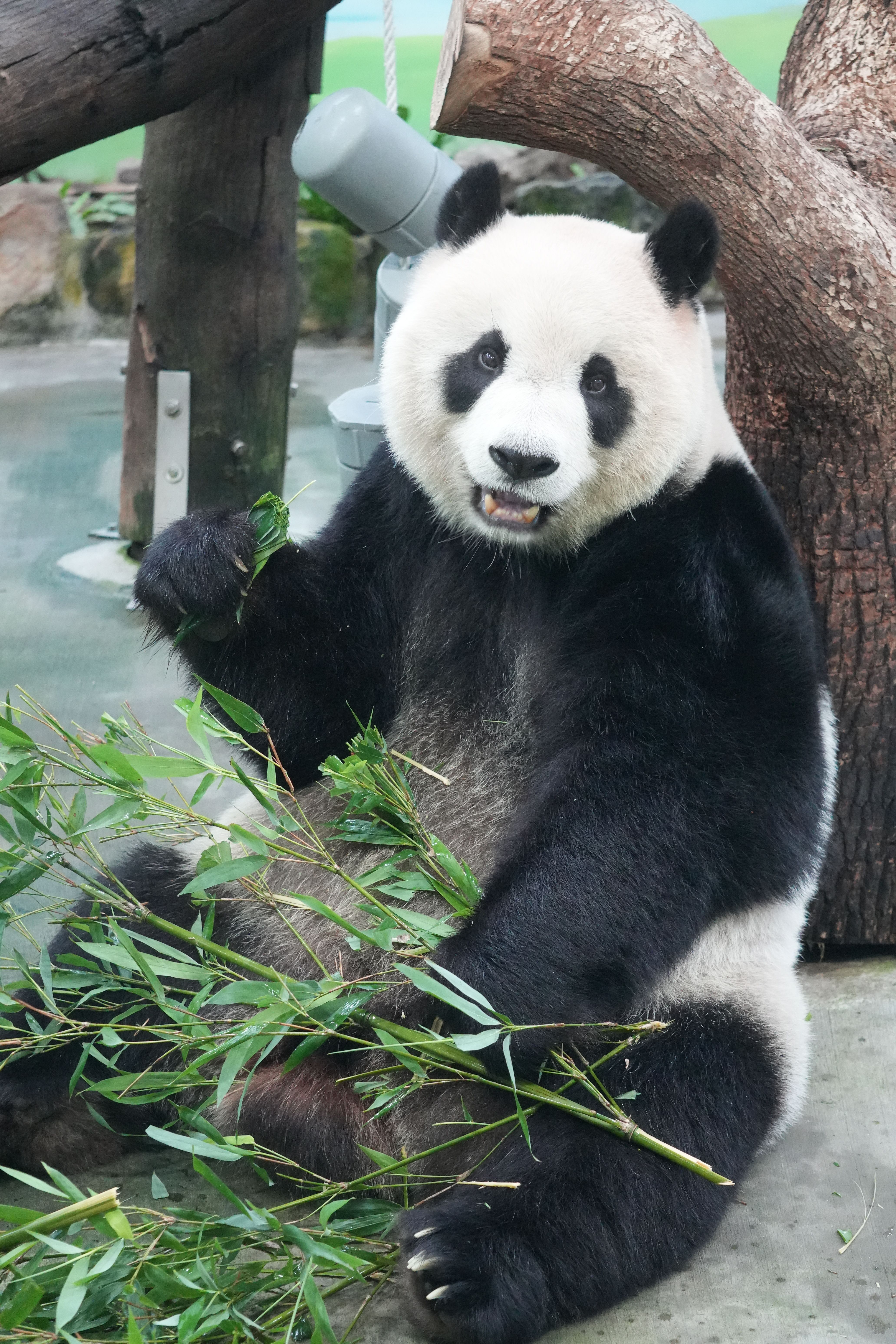 Adorable giant panda sitting and munching on bamboo at a zoo in Taiwan, showcasing its natural habitat.
