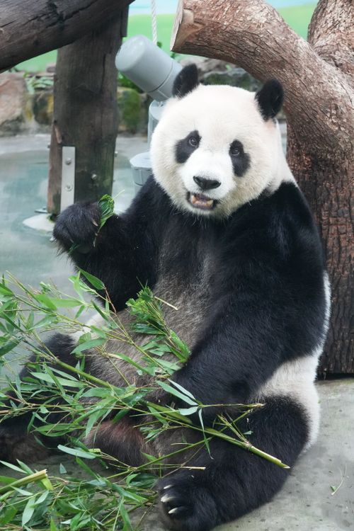 Free Adorable giant panda sitting and munching on bamboo at a zoo in Taiwan, showcasing its natural habitat. Stock Photo