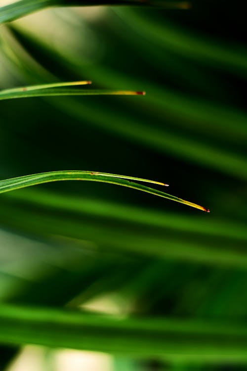 Close-up Shot Of Plant