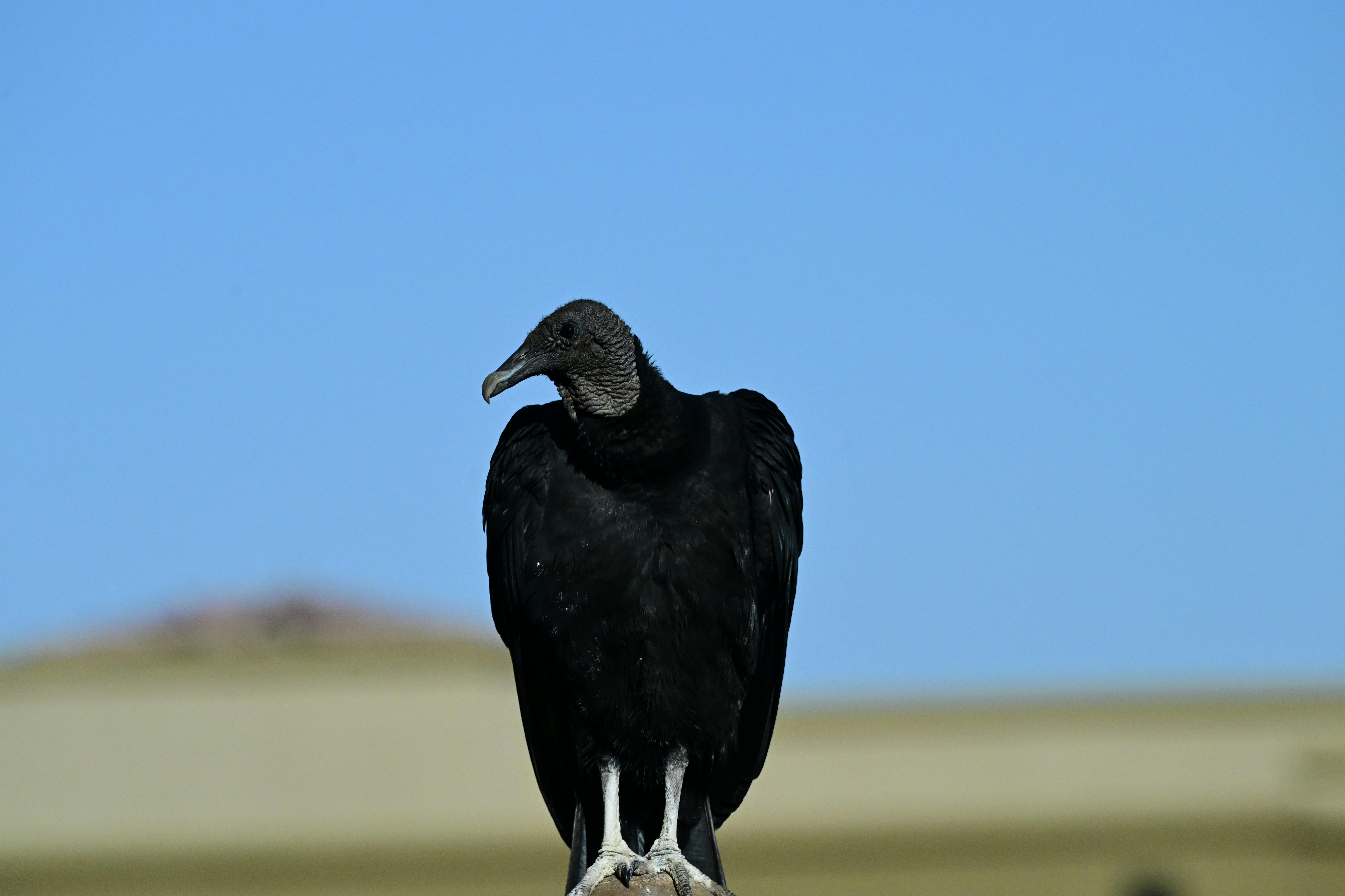 Vulture Recovery and Rising Lead Exposure Risk