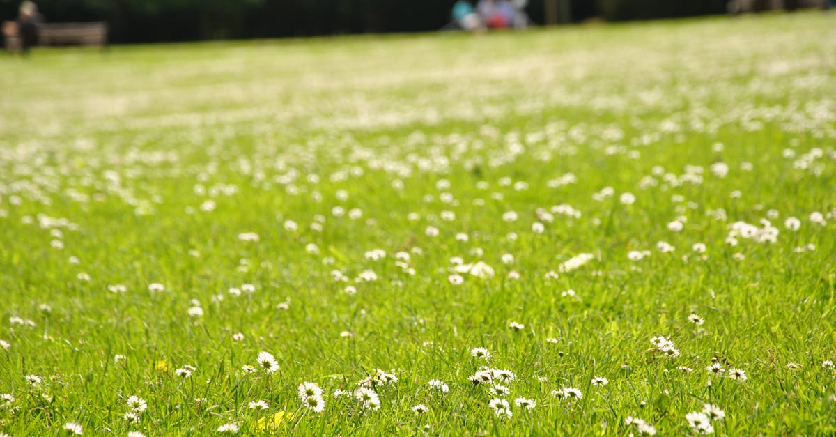Free stock photo of flowers, grass field, green
