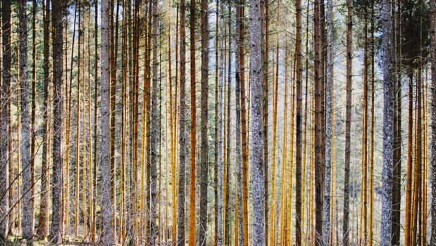 Peaceful view of a coniferous forest with tall, straight pine trees in symmetry.