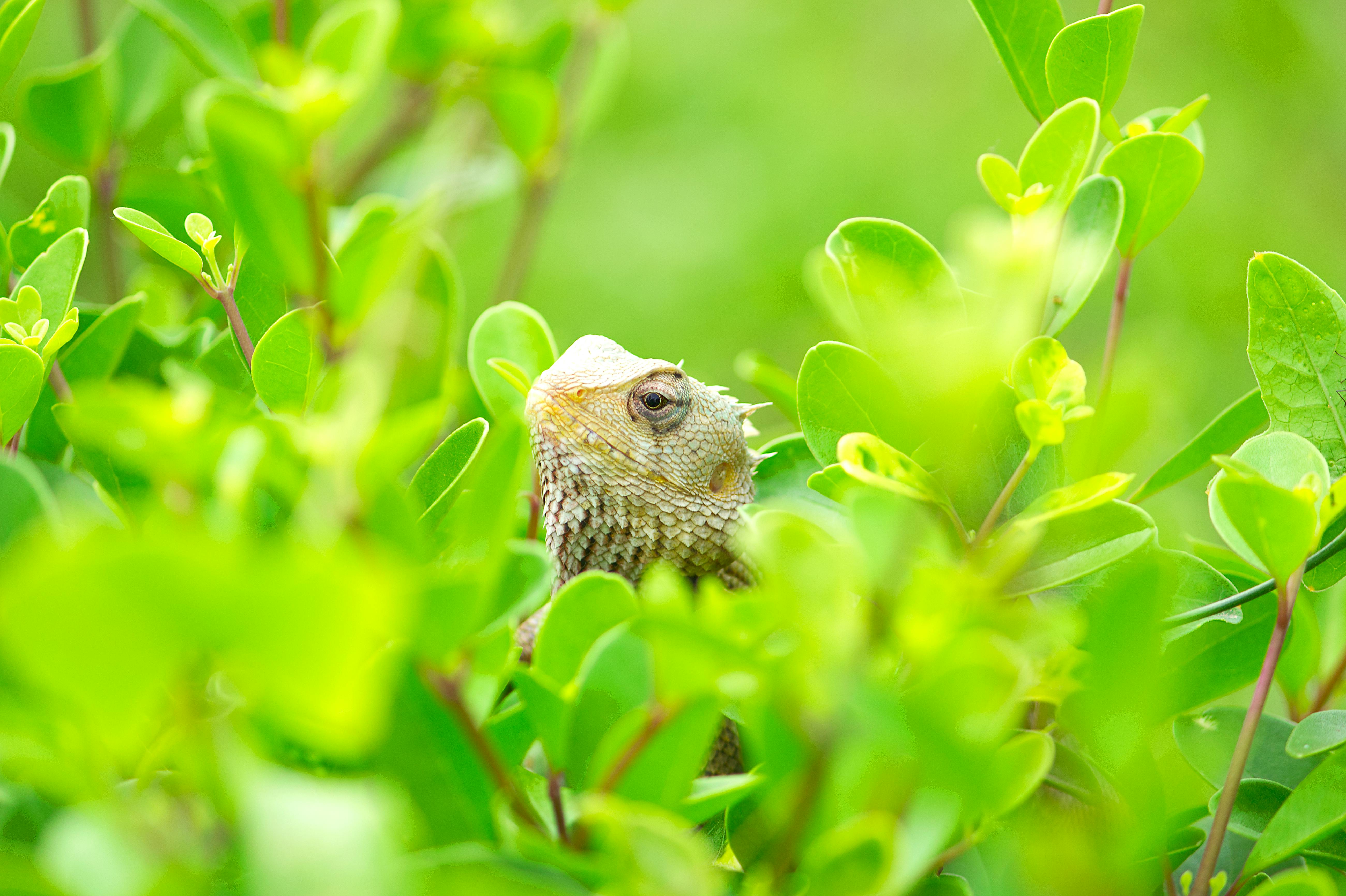 Close-up of an Oriental Garden Lizard (Calotes versicolor) camouflaged in bright green leaves.